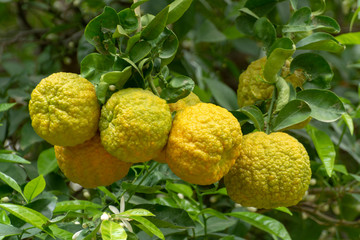 Citrus fruits of sour orange bergamot riping on thee