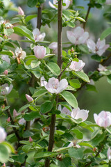 Pink flowers of apple tree, spring blossom on fruit orchard