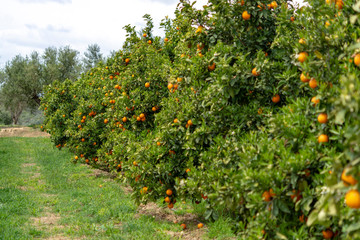 Fototapeta na wymiar Orange citrus fruit plantation on Peloponnese, Greece, new harvest of sweet juicy oranges, landscape photo