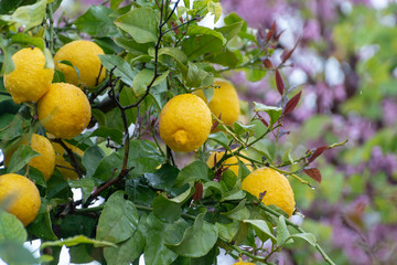 Ripe yellow lemon, tropical citrus fruit hanging on tree with water drops in rain with pink blossoming tree on background