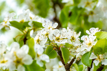 White blossom of sour cherry in garden