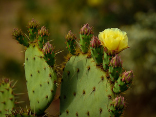 Prickly pear cactus pedal and flower. 