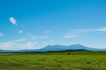 Fototapeta premium 緑の牧草畑と青空 大雪山