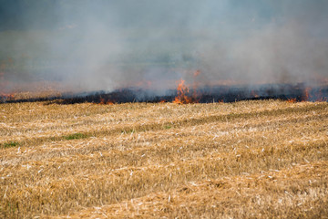 刈り取りが終わったムギ畑の火入れ