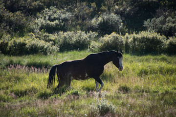 Obraz na płótnie Canvas Dark Brown Horse in Meadow