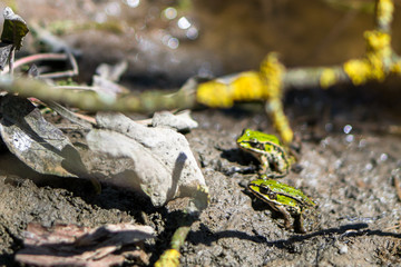 Two frogs (Pelophylax lessonae) focus on a frog forward. River frogs illuminated by the spring sun. Frog in the back is slightly blurred.