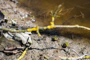 Two frogs (Pelophylax lessonae) focus on a frog forward. River frogs illuminated by the spring sun. Frog in the back is slightly blurred.