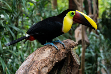 Yellow Throated Toucan in Costa Rica rainforest