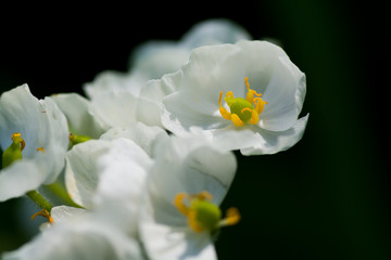 Fototapeta na wymiar 白い野の花　サンカヨウ