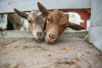 Fototapeta premium young goats eat carrots close up. goats slipped their heads through the fence