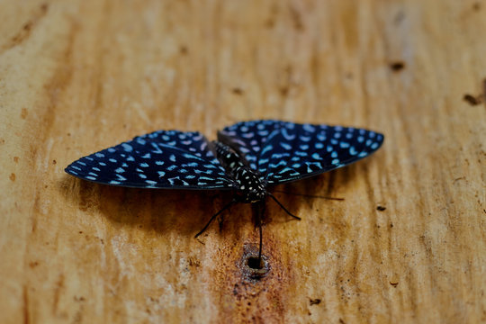 Azul Borboleta