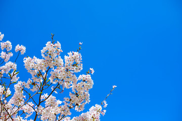 桜・風景・青空