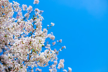 桜・風景・青空