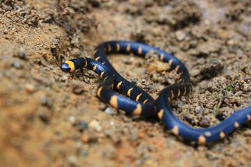 not venomous false coral snake, micrurus narduccii, coralillas with black and orange pattern on a brown clay ground