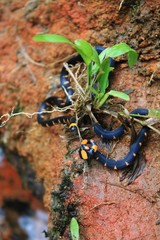 False coral snake, micrurus narduccii, coralillas with black orange pattern on a red clay ground with a small plants