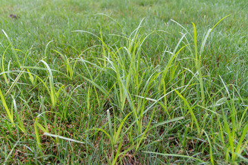 nutsedge weed