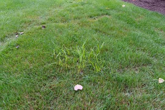 nutsedge in grass