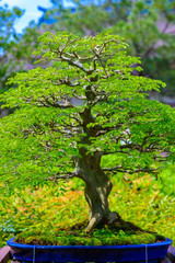 Fototapeta premium tree