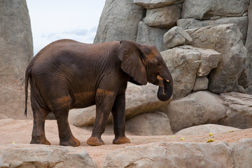 Fototapeta premium un gran elefante marrón