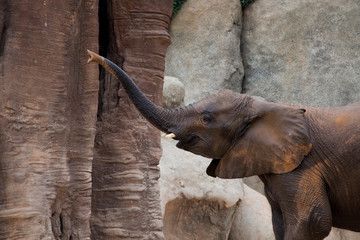 Elefante subiendo la trompa