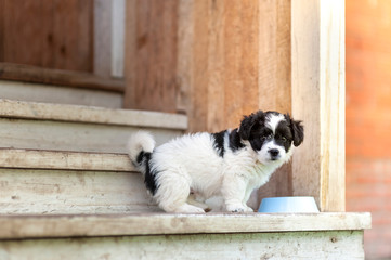 Cute puppy outdoor