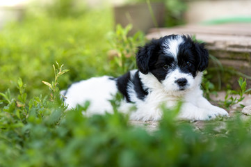 Fototapeta premium Cute puppy outdoor