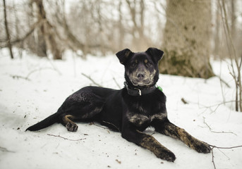 black dog snow