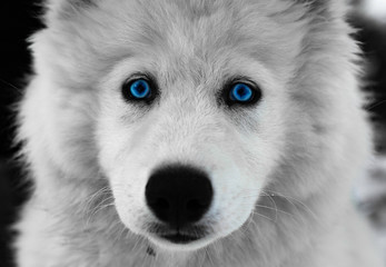 Obraz premium ANIMAUX