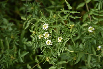 Watercress grows on the waterfront.