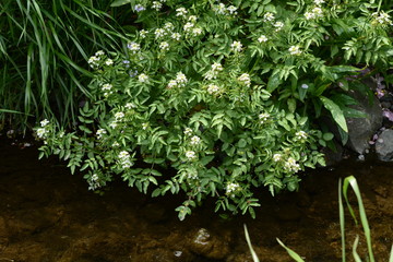 Watercress grows on the waterfront.