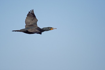 Cormoran à aigrettes en vol