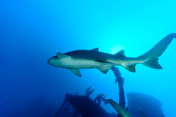 小笠原,二見湾に沈む沈船に泳ぐシロワニのメス