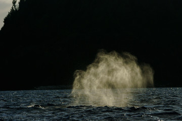 潮を吹くザトウクジラ　小笠原