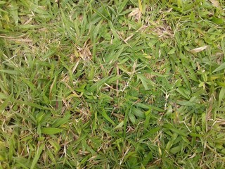 closeup of grass