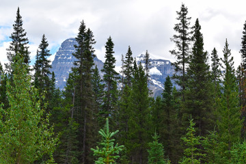 Snow-Capped Mountains and Trees
