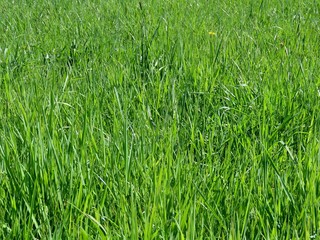 Field with green grass, fresh growing wild, as far as one can see, on a sunny spring day. Background texture