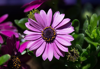 Obraz premium NATURE