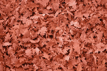 Background of fallen autumn leaves. Сoral color.