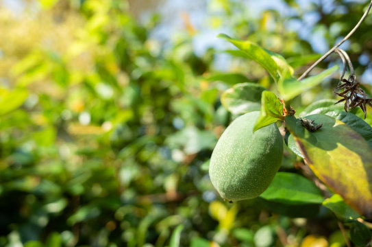 aiyu jelly tree with leaves and fruit