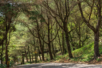 Fototapeta na wymiar road under forest with trees