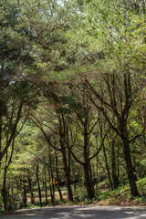 Fototapeta na wymiar road under forest with trees
