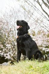 ラブラドールレトリバー