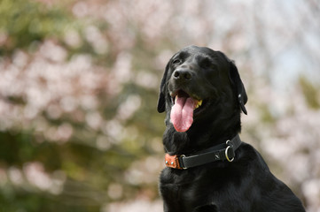 ラブラドールレトリバー