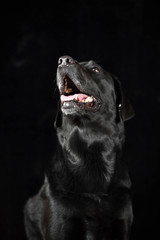 ラブラドールレトリバー