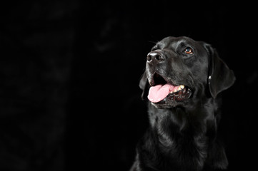 ラブラドールレトリバー