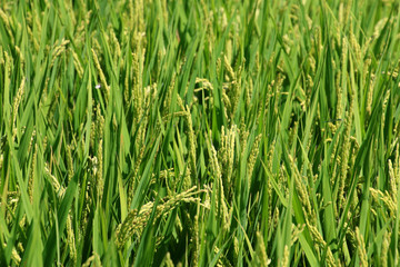 Obraz premium 夏の稲穂