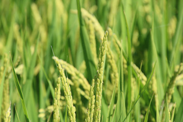 夏の稲穂