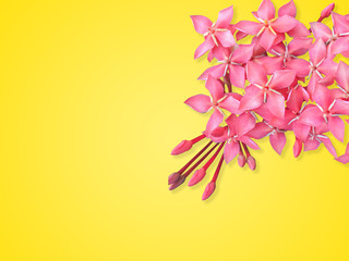 Close up snap shot beautiful  Red spike flower ( chinensis), red Ixora blossom is bloom isolated on...