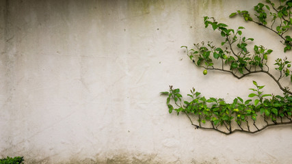 Creeping plant (lemon tree) on the wall