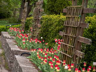 Purple tulips in bloom